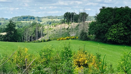 Auf dem Bild ist der Wald des Landwirtes Torsten Dörmbach zu sehen. Neben einer großen grünen Wiese sieht man auch verschiedene Bäume und andere Pflanzen.