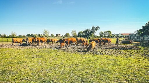 Eine grüne Weide. Darauf einige bräunliche Kühe