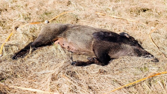 Ein Wildschweinkadaver liegt auf einer trockenen Wiese. Rund herum ist die Stelle mit einem Band markiert.