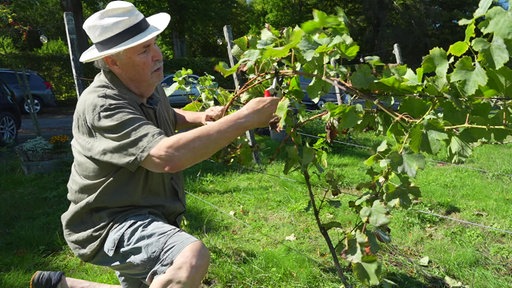 Winzer Dieter Reinhard beschneidet eine Rebe.