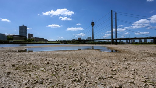 Rhein hat Niedrigwasser, große Flächen des Flusses liegen trocken, Blick auf die Rheinkniebrücke und den Rheinturm in Düsseldorf