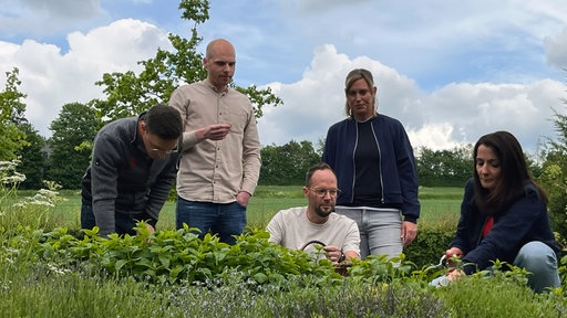 Kräuterernte bei Sasse