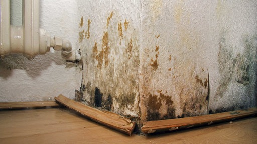 Blick auf eine Wandecke in einer Wohnung, dessen Tapete braune, gelbe und schwarze Flecken aufweist, die Tapete löst sich von der Wand, die Bodenleisten sind poröse
