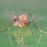 Mücke auf einem Gewässer