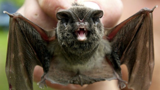 Mopsfledermaus