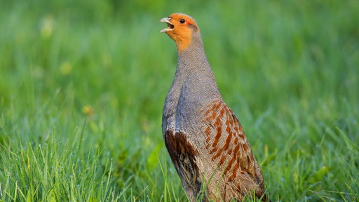 Rebhuhn-Männchen ruft auf einer Wiese