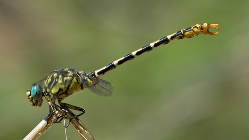 Kleine Zangenlibelle