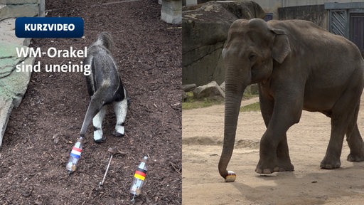 Elefant Tarak und Ameisenbär Taio liegen bei ihren WM-Tipps weit auseinander