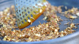 Maden werden am "Wochenende der Insektenfresser" im Zoo für mutige Besucher in einer Pfanne gebraten.
