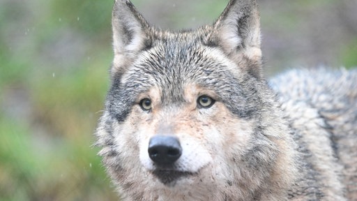 Ein Wolf schaut in die Kamera