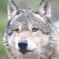 Ein Wolf schaut in die Kamera