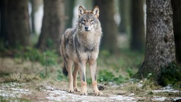 Ein Wolf (Canis Lupus Lupus) steht in einem Gehege in einem Wildpark